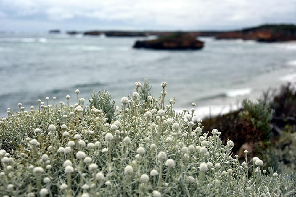 Armstone - Create The Perfect Coastal Garden (3)