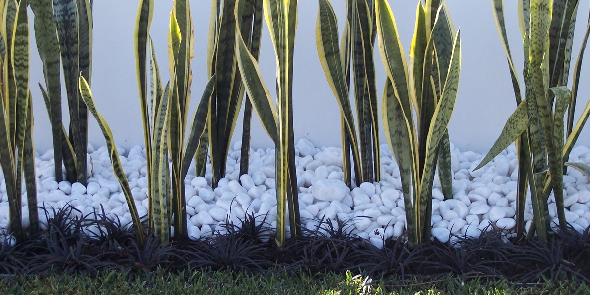 Snow White Quartz Pebbles